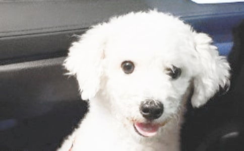 ������С����ѧ��˼6ƪ