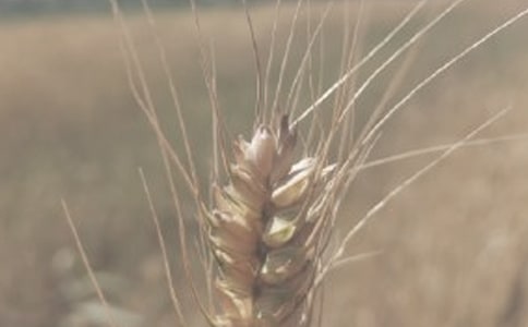 ����С���չ�Э���鷶��