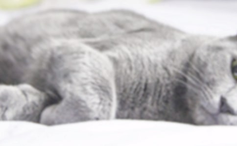 ���޶�������Сè��ѧ���