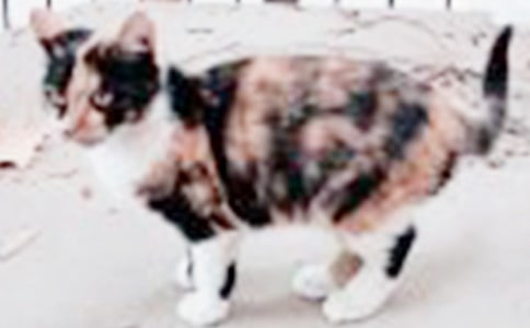 实用的可爱的小猫的作文300字集合9篇