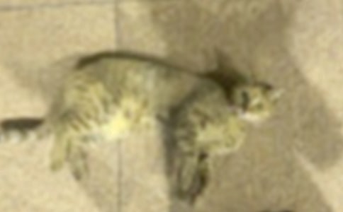 不动脑筋的小猫作文200字