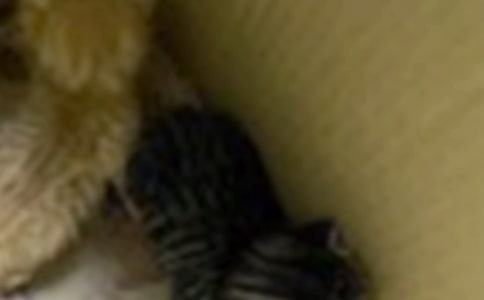 �ɰ���Сè��ѧ��˼ͨ�ð�