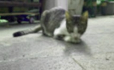 精选小猫咪作文400字汇编八篇