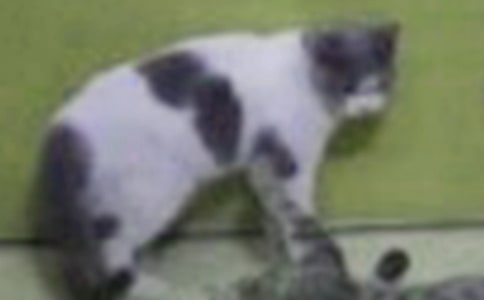 实用的写小猫的作文300字八篇