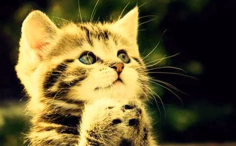 �й���ϲ����Сè������300�ּ���8ƪ