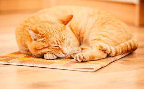 Сè�κ��ӵĽ�ѧ��˼