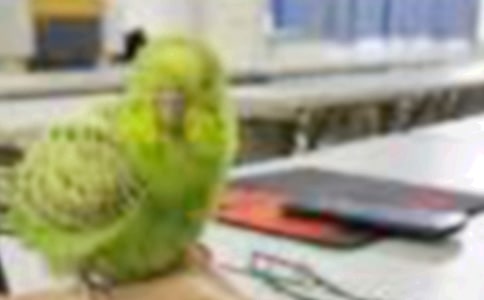 【推荐】小鸟作文300字3篇