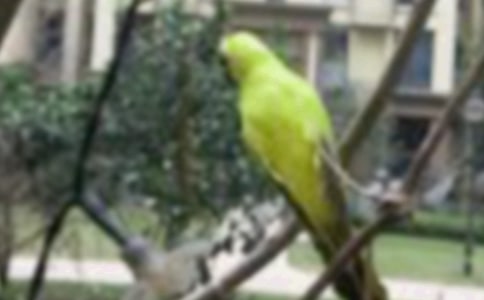 ��ʦ�����꼶�ϲᡶһֻС�������ѧ��˼