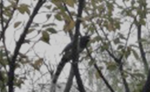 ��ʦ������꼶�ϲᡶһֻС�񡷵Ľ�ѧ���