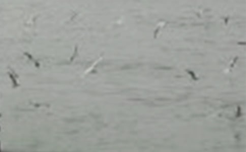 描写小鸟作文600字(精选37篇)