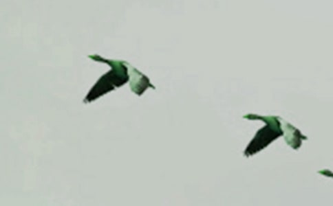 ��ֻС��İ���ͯ������