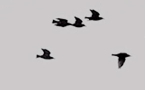 ��С��ĸ衷��ѧ���