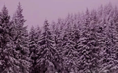 Сѩů���İ�����Ȧ˵˵290��