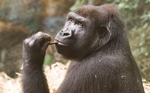 ���������ɵ�Ԣ��С����