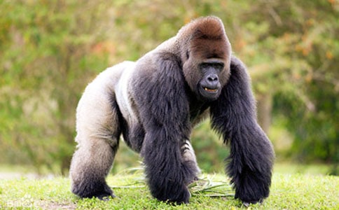 黑猩猩的作文800字