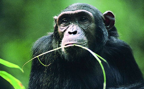 猩猩和它的两只脚儿童寓言故事