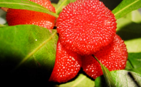 精选杨梅的作文600字三篇