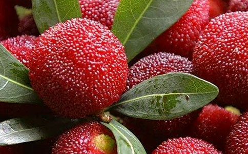 《我爱故乡的杨梅》优秀教案