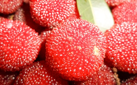 杨梅作文600字8篇