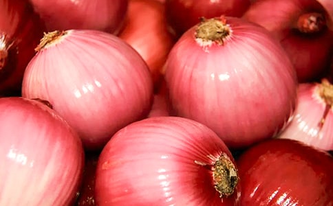 日记作文《我发现了洋葱的秘密》