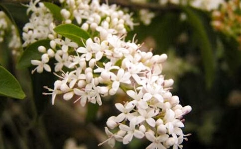 描写夜来香的作文