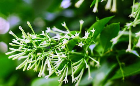 ҹ����Сѧ����������