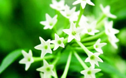 美丽的夜来香作文(精选5篇)