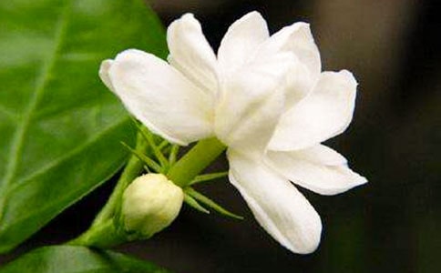 夜来香400字作文