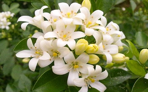 ����ҹ������