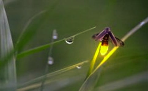 ��ө��桷��ѧ��˼��ͨ��5ƪ��