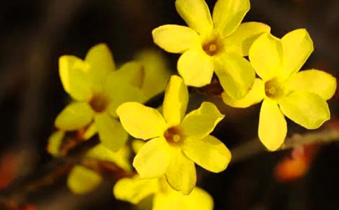 那迎春花开的日子作文