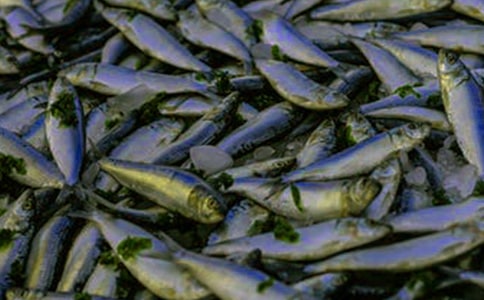 鱼苗购销合同合集15篇