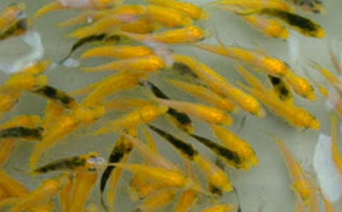 鱼苗购销合同汇编14篇