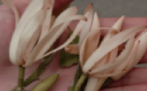 玉兰花作文(通用56篇)