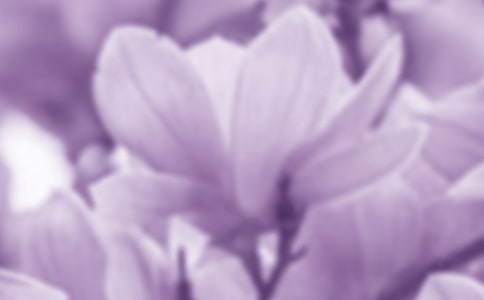 为玉兰花喝彩作文