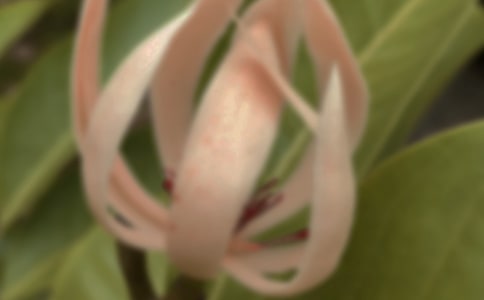 观察玉兰花的作文7篇