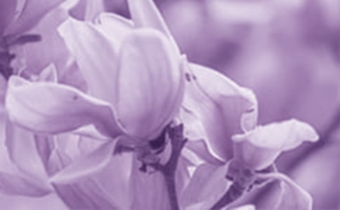 美丽的玉兰花作文(精选15篇)