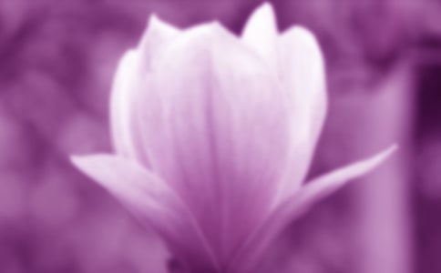 玉兰花开作文(实用篇)