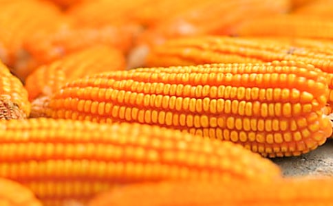 掰玉米作文600字(通用25篇)