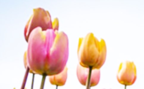 美丽多姿的郁金香作文