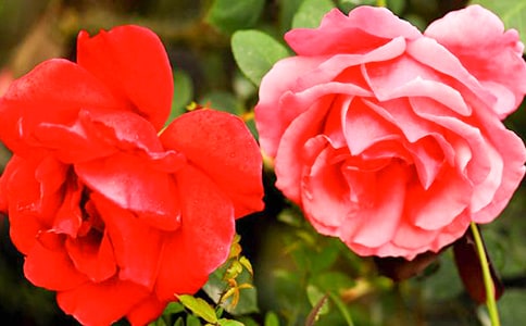 月季花作文100字(精选35篇)