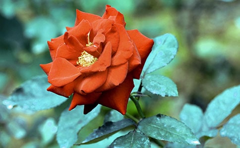 �¼���������3ƪ