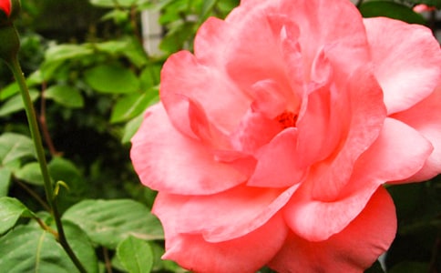 ��д�¼�����Сѧ����300��