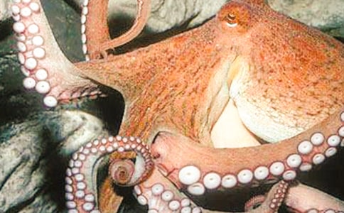 关于章鱼的作文200字