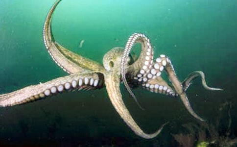 ��������� ͯ������