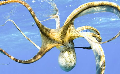 中班《快乐的章鱼》美术教案