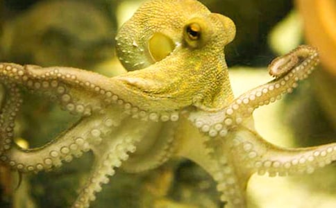 �������ʾ���ģ�ͨ��11ƪ��