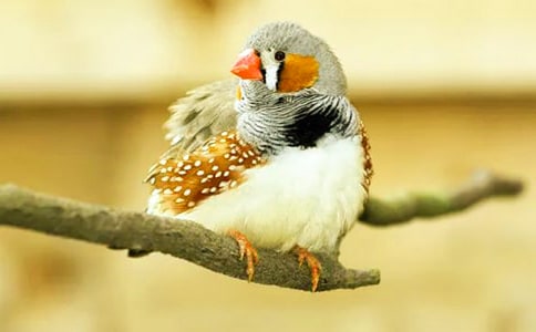 �������񡷵Ľ�ѧ��˼����