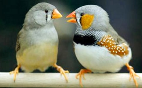 ���ġ������񡷵Ľ�ѧ���ģ��