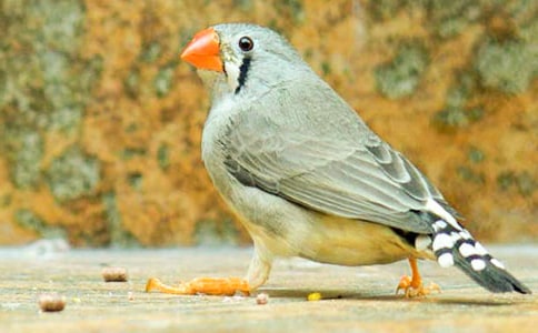 Сѧ���ġ������񡷽�ѧ��ƣ���ѡ19ƪ��